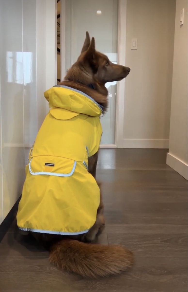 Abbigliamento: Hundedecke Regenmantel – Nuovo (secondo la descrizione) da Kriens venduto da Kirula 1