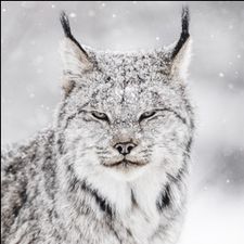 Profile image of CocoBasel