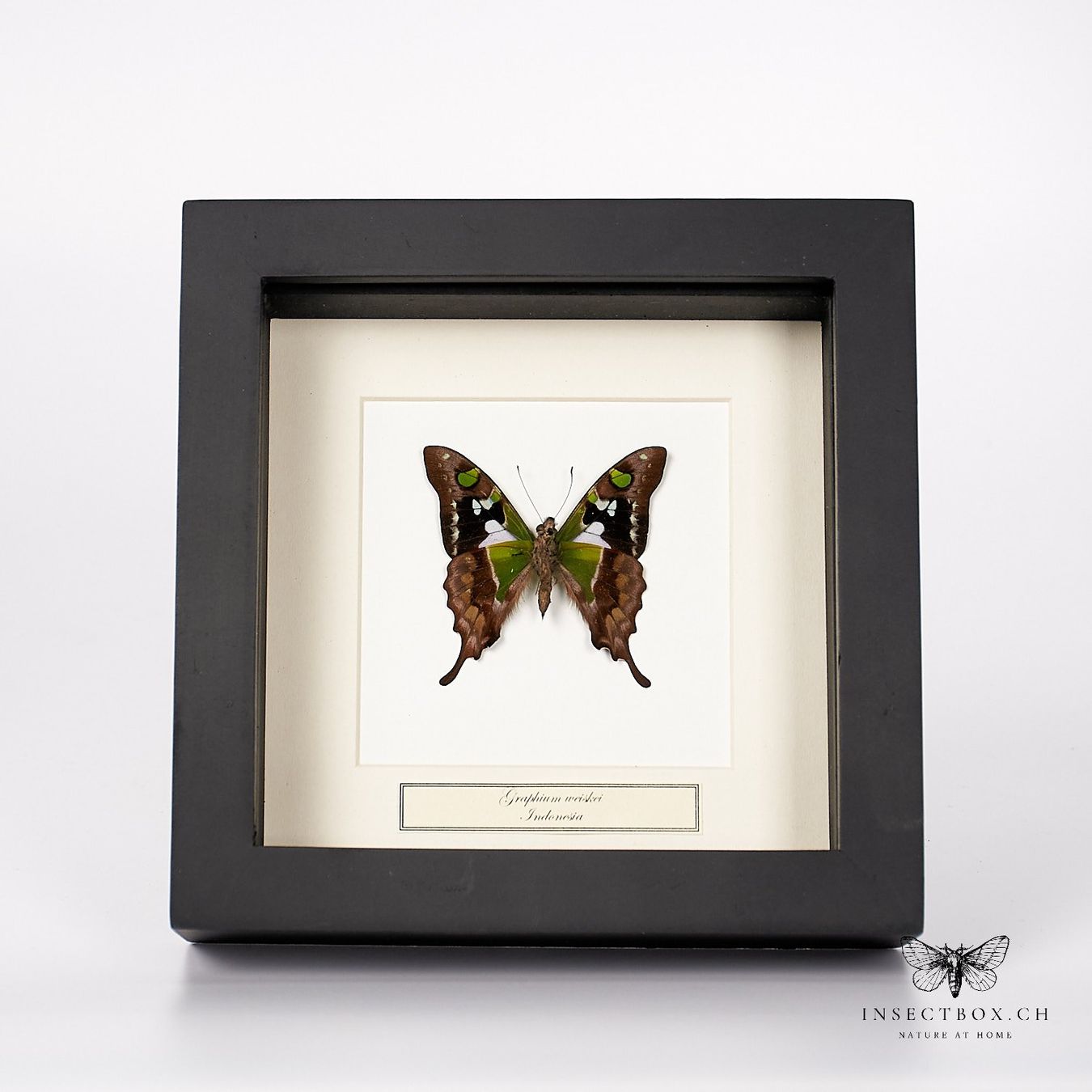 Il mondo degli animali: Ritterfalter - Graphium weiskei – Nuovo (secondo la descrizione) da Ostermundigen venduto da CarmineHome