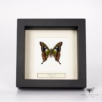 Ritterfalter - Graphium weiskei