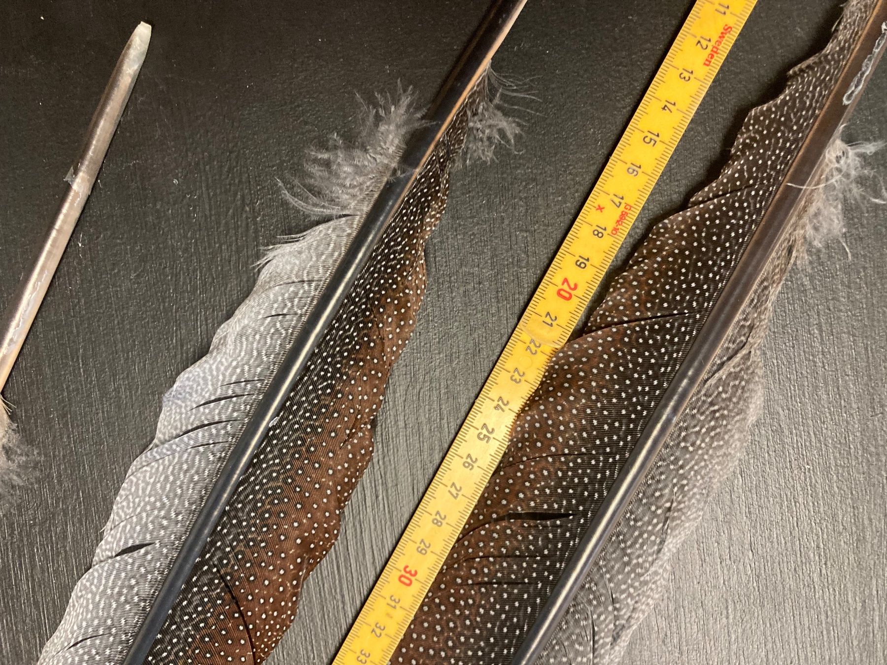 Welt der Tiere: Argusfasan Federn – Gebraucht aus Grosswangen von arum01 1