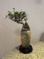 Ficus Bonsai in Vase mit Steinverzierung