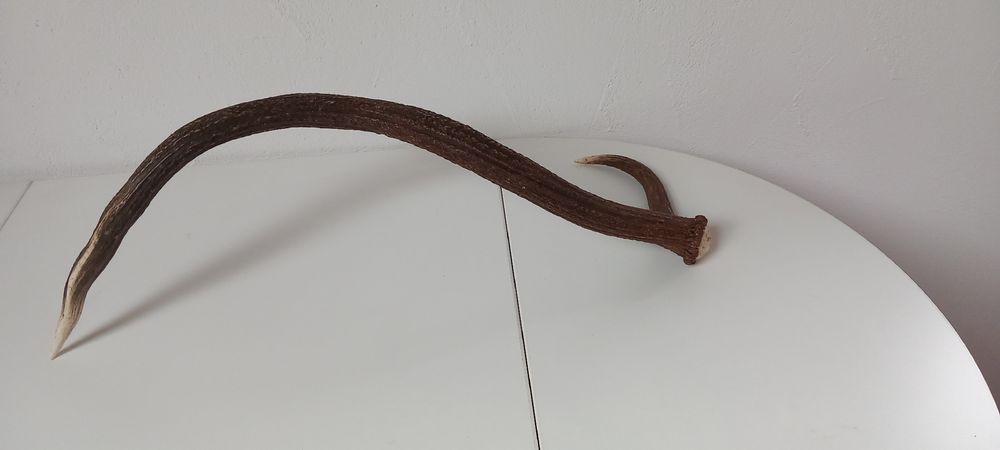 Welt der Tiere: Abwurfstange vom Hirsch – Gebraucht aus Buttikon SZ von MH1976 1
