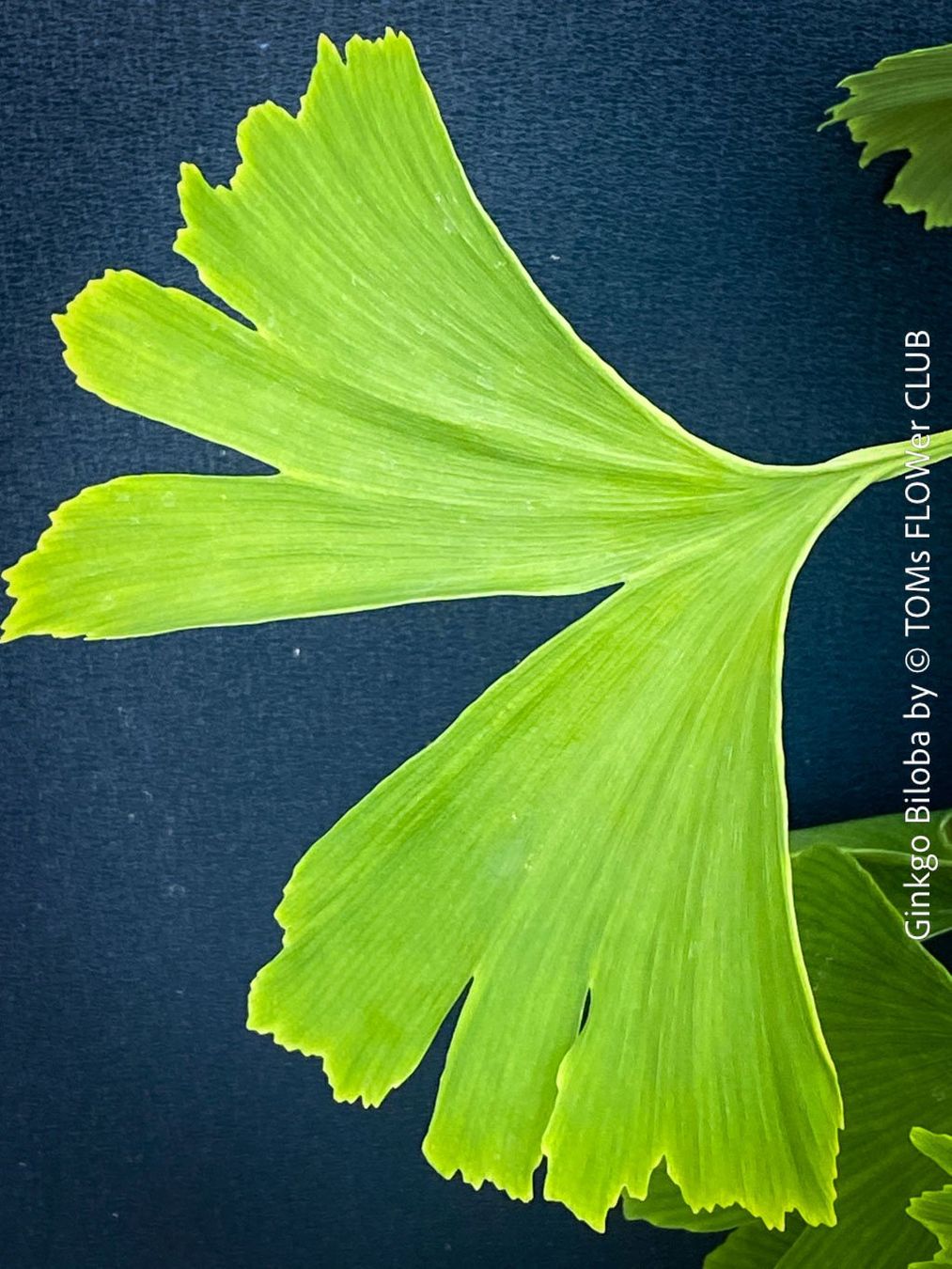Piante & sementi: Ginkgo Biloba - Baum als ein lebendes Fossil – Nuovo e nell'imballaggio originale da Adliswil venduto da astom369