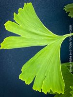 Ginkgo Biloba - Baum als ein lebendes Fossil