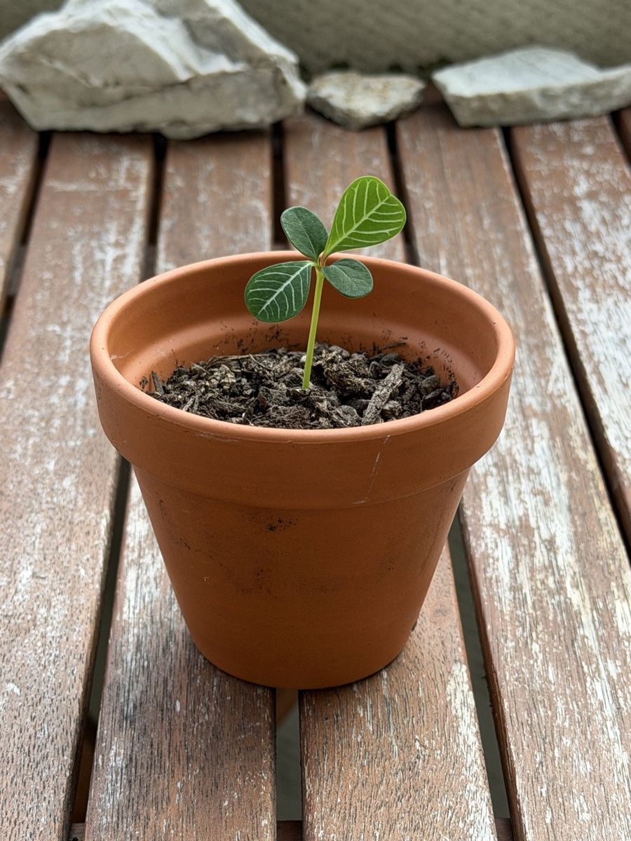 Piante & sementi: Mini-Spuckpalme Starter-Pflanze :) – Usato da Zürich venduto da Abatar