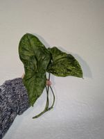 Syngonium mottled mojito Ableger🌿