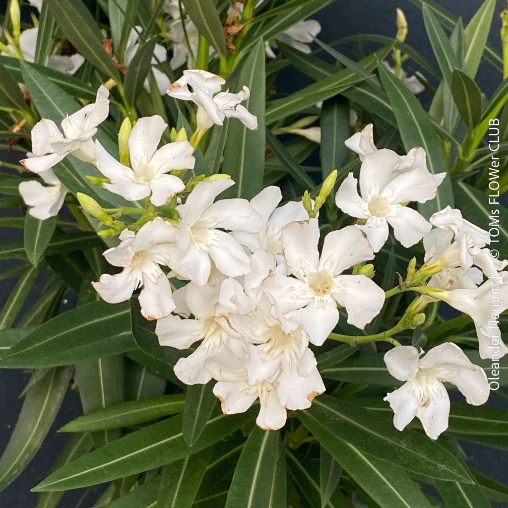Piante & sementi: Nerium Oleander mediterrane Blütenpracht in weiss oder rosa – Nuovo e nell'imballaggio originale da Adliswil venduto da TAKEYOURPLANT 5