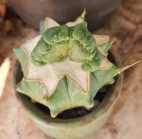 Lophophora Diffusa Cristata, veredelt auf Ferocactus