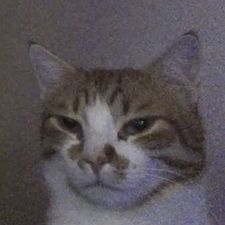 Profile image of Bluestar98