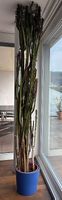Euphorbia (Wolfsmilch) - über 2 m
