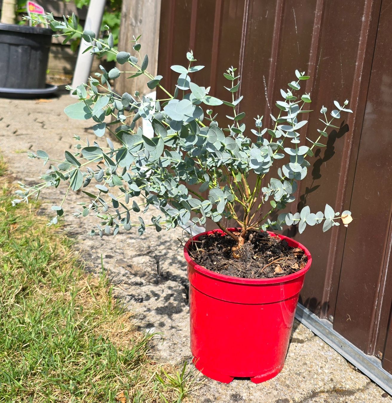 Pflanzen & Samen: kleiner Eukalyptus – Gebraucht aus Aarburg von popkorn65 2