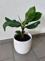 Zimmerbanane - Musa Dwarf Cavendish, 60 cm, Ø 21 cm