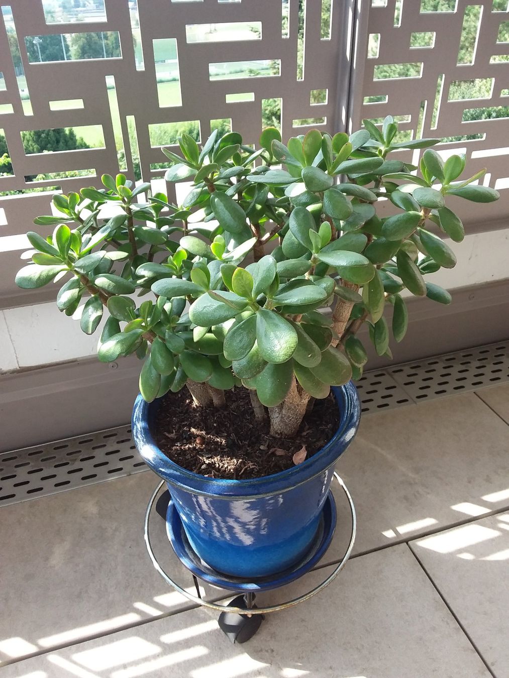 Piante & sementi: CRASSULA OVATA HOBBIT mit Topf – Usato da Uitikon Waldegg venduto da Risibisi7