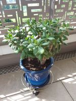CRASSULA OVATA HOBBIT mit Topf