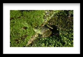 Gerahmtes Naturfoto – Perfekt getarnter Frosch 20 × 30 cm