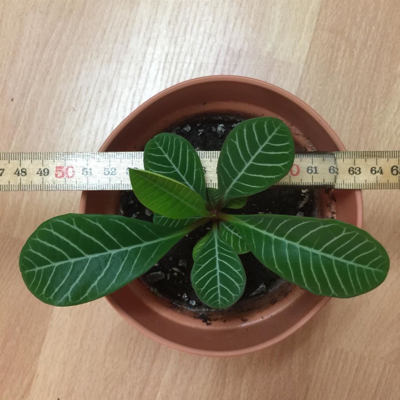 Piante & sementi: Madagaskar-Juwel/junge Spuckpalme – Nuovo (secondo la descrizione) da Winterthur venduto da Aniger 3