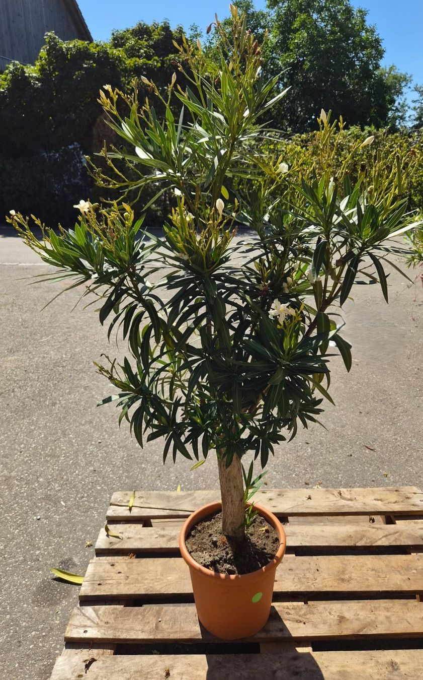 Piante & sementi: Nerium Oleander – weiss, einfach blühend – Usato da Forch venduto da WeberC 2