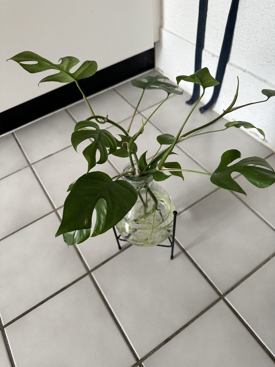 Pflanzen & Samen: Monstera im Glas  – Gebraucht aus Bern von Ruhrallee 2