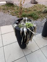 Schwarzes Pflanzgefäss 90 × Ø 36 cm