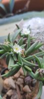 Delosperma napiforme
