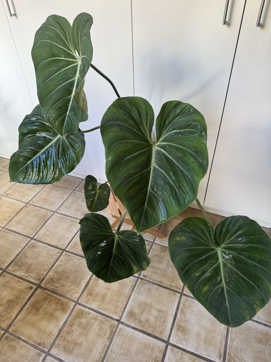 Piante & sementi: Philodendron Gloriosum  – Usato da Sugiez venduto da fabandy16 1