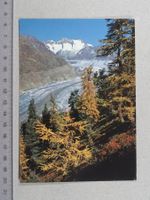 Aletschwald, Aletschgletscher, 1980, Riederalp, Bettmeralp