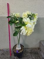 Wüstenrose "Lemon Ice" /Adenium obesum veredelt