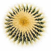 🌵 Exklusive Kaktus-Sammlung aus über 50 Jahren – Einmalige