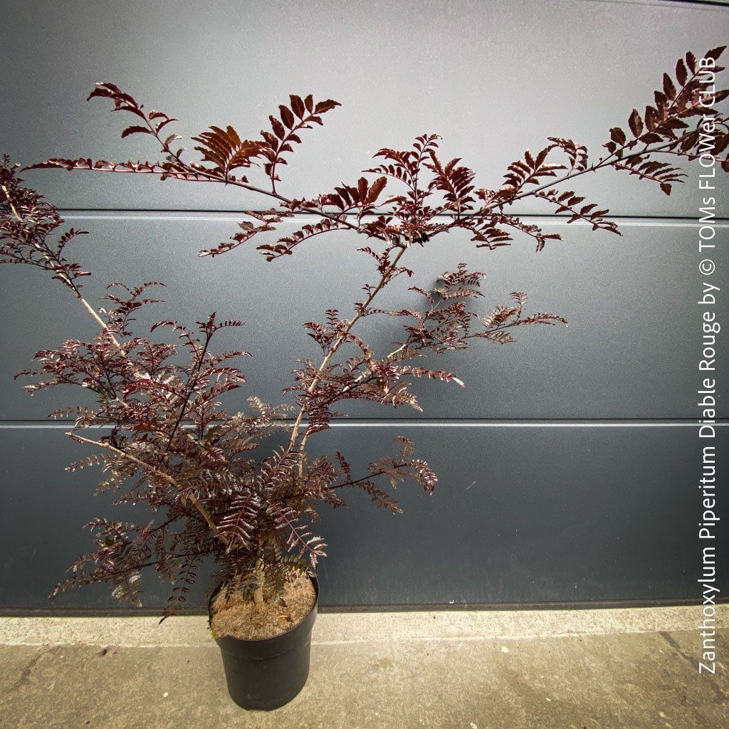 Pflanzen & Samen: Zanthoxylum Piperitum 'Diable Rouge' - Japanischer Pfeffer – Neu und originalverpackt aus Adliswil von asTOMas963 1