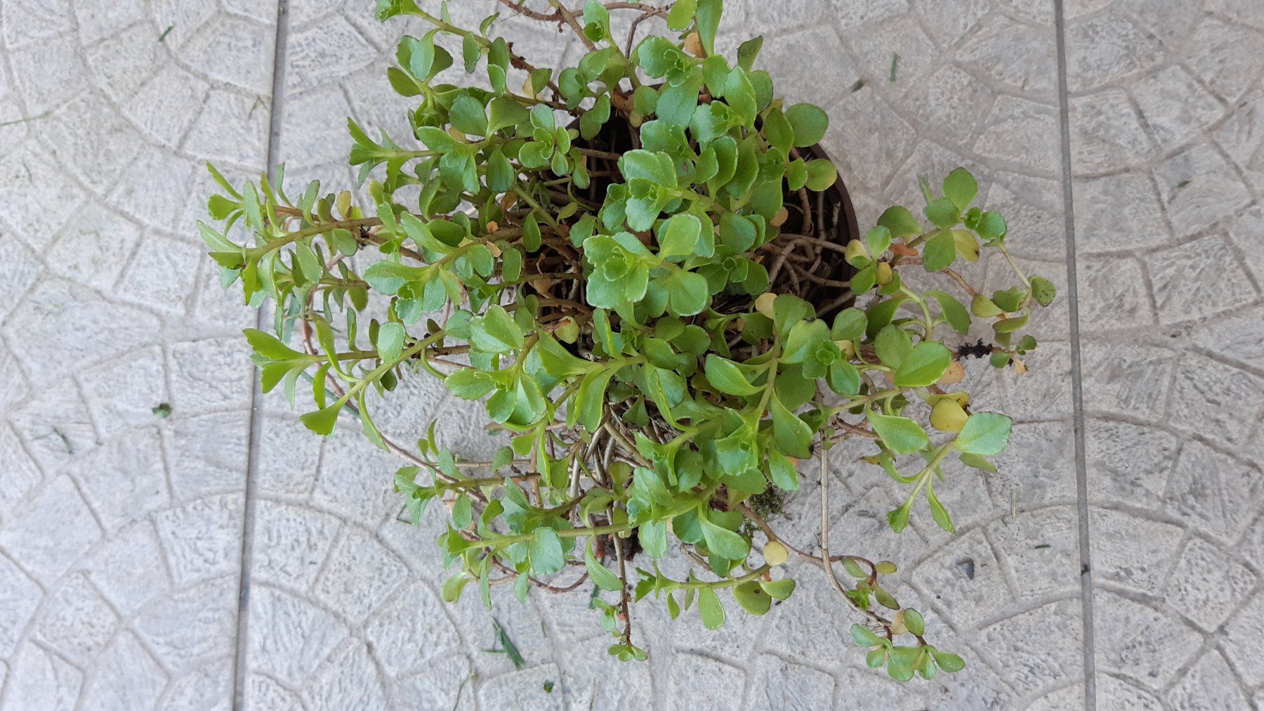 Piante & sementi: Sedum fuldaglut ROSA Mauerpfeffer Bodendecker – Nuovo (secondo la descrizione) da Ibach venduto da chaemilochhobbygarte