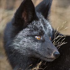 Profile image of Black_Fox