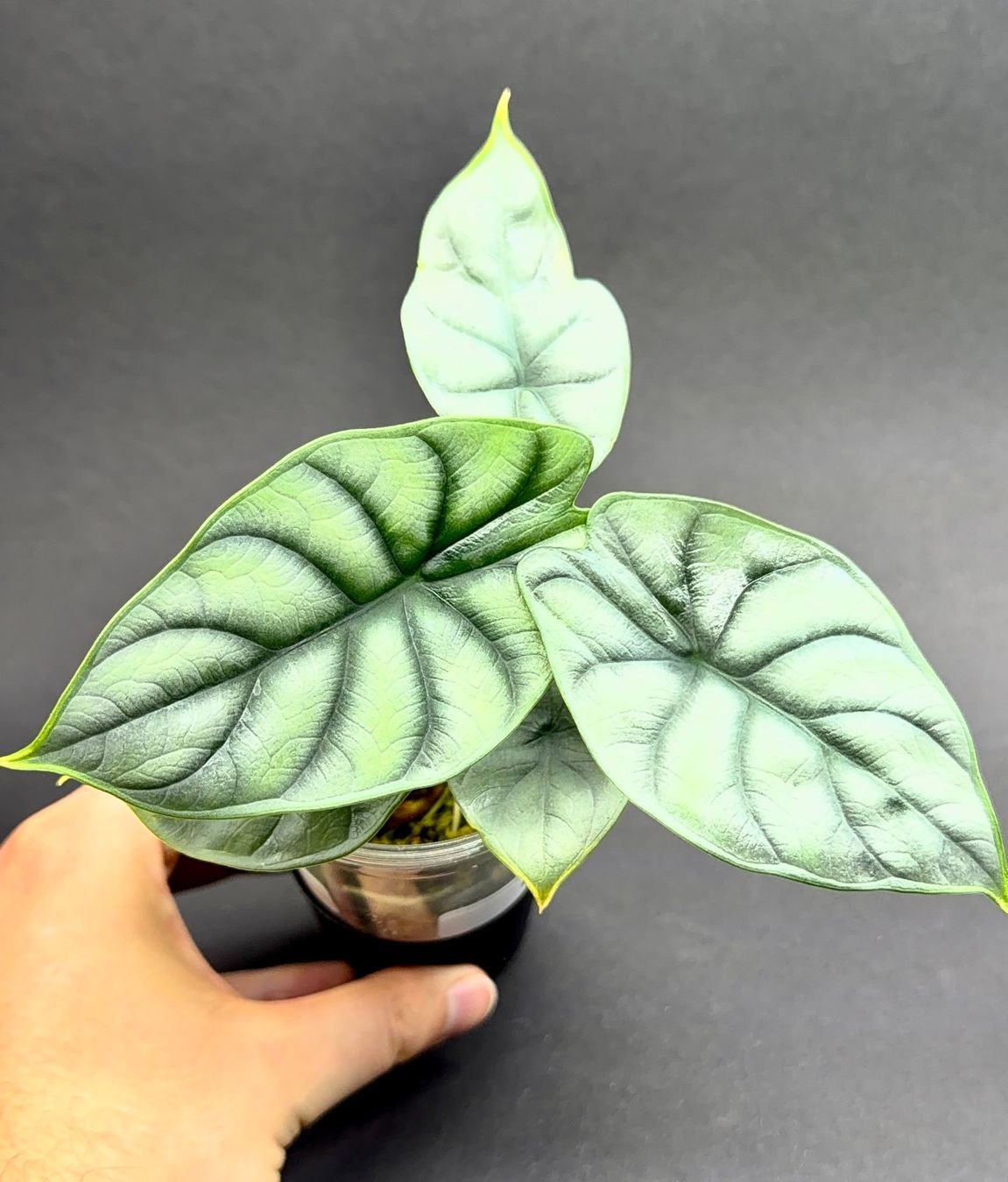 Piante & sementi: 🌿 Alocasia 'Silver Dragon' #2 – Usato da Zürich venduto da jpquast 1