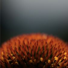 Profile image of coralinlunaysol