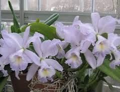 Piante & sementi: Cattleya.  Orchidee – Usato da Bern venduto da womiman 2
