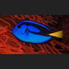 Profile image of amb_bbh2