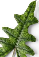 🤩Alocasia Jacklyn Narrow Rhizom 