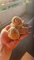 Fossile Schnecke Porrentruy Schweiz 