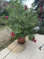 Oleander Pflanze  mit Topf