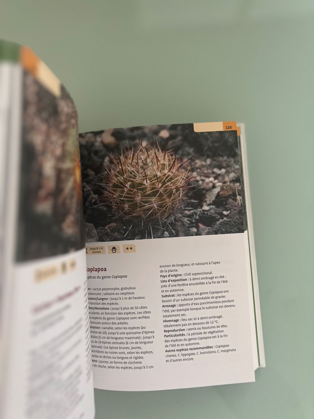 Libri: Guide Delachaux Cactus – Usato da Renens VD venduto da ale_q6bz 3