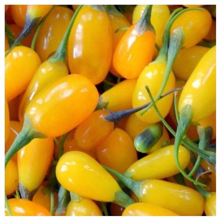 GOJI JAUNE (Lycium barbarum) PLANT (Neuf (Voir description)) à ...