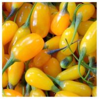 GOJI JAUNE  (Lycium barbarum)  PLANT