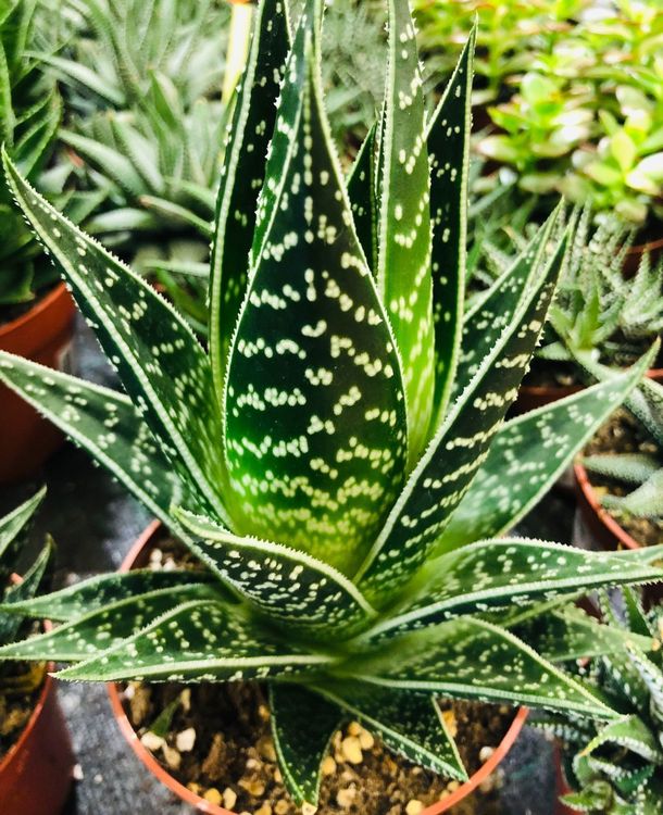 Seltene Zierpflanze 1520cm “ALOE TIK Kaufen auf Ricardo