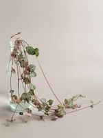Ceropegia woodii / Leuchterblume Steckling