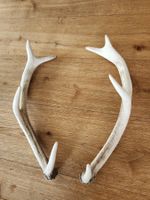 Kleine Abwurfstangen Hirsch / Shabby chic Style