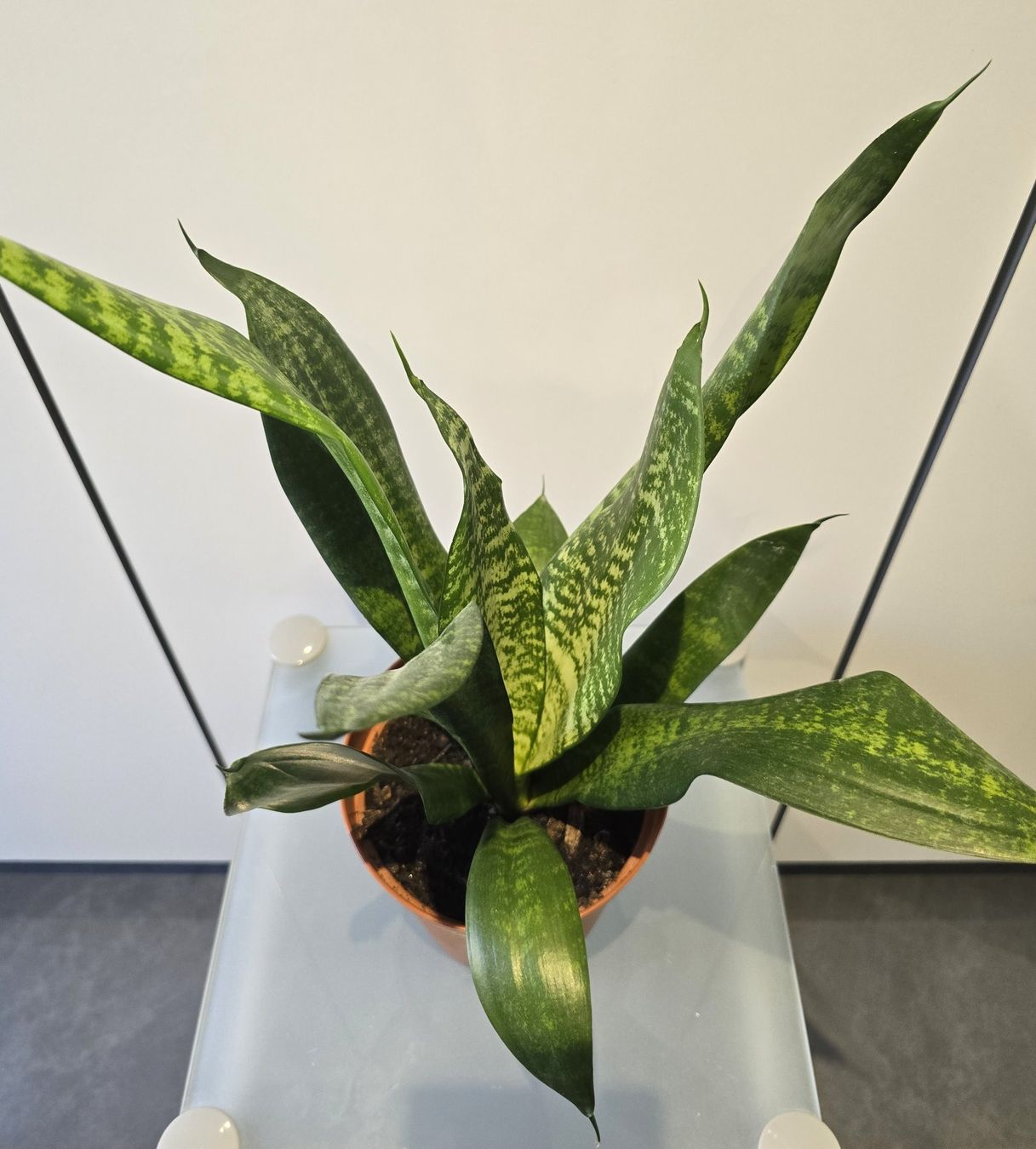 Piante & sementi: Pflanze Sansevieria / Bogenhanf 47 cm – Usato da Oetwil an der Limmat venduto da dhantal 3