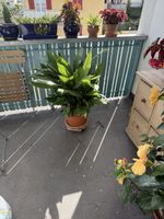 Grosse Schusterpalme in Tontopf mit Untersetzer grün