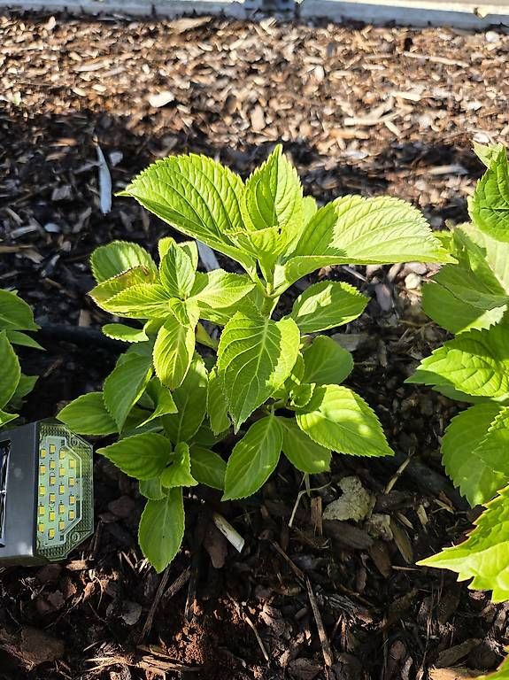 Plantes & graines: Hortensie – D'occasion à Jona par pau_g7rc 2