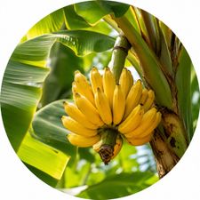 Profile image of DonPlatano