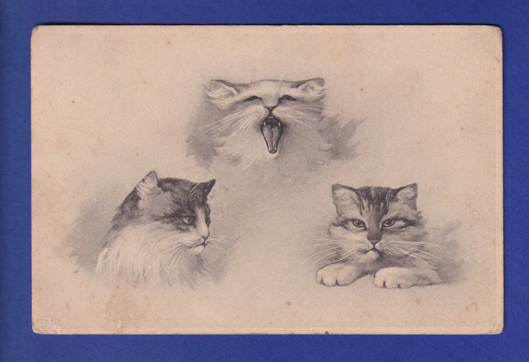 Cartoline postali: CHAT - Portraits – Usato da Pully venduto da nicecards-shop